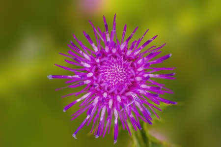 a soft flower blossom in a nature gardenの写真素材