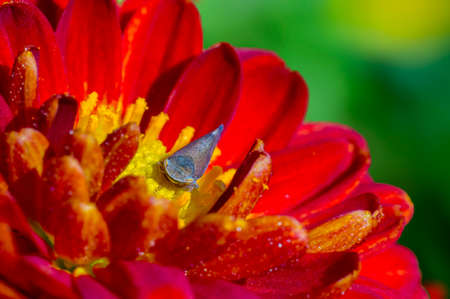 a soft flower blossom in a nature garden