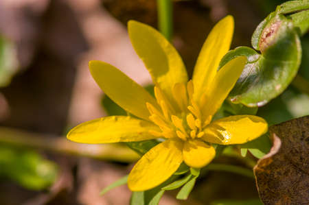a soft flower blossom in a nature garden
