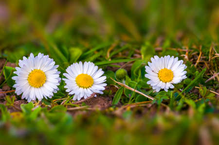 a soft flower blossom in a nature garden