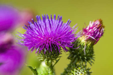 a soft flower blossom in a nature gardenの写真素材