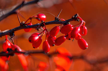 nice colorful autumn leaves in fine weatherの写真素材