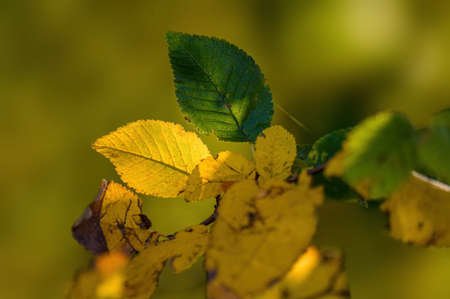 nice colorful autumn leaves in fine weatherの写真素材
