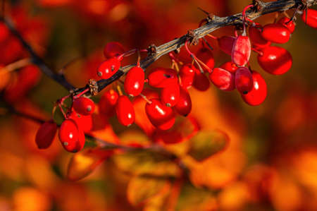 nice colorful autumn leaves in fine weatherの写真素材