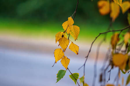 nice colorful autumn leaves in fine weather