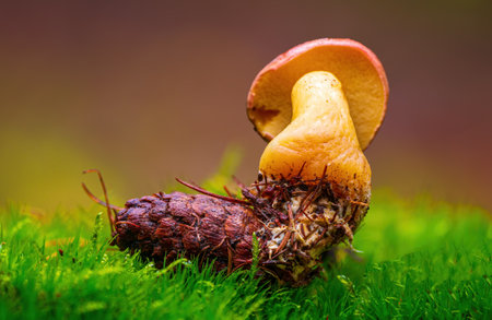 tasty fungus in multi colored autumn forestの写真素材