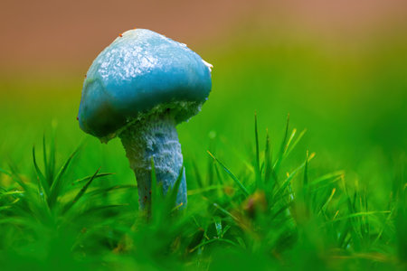 tasty fungus in multi colored autumn forestの写真素材