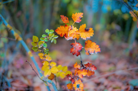 a nice colorful leaf at an bush in autumnの写真素材