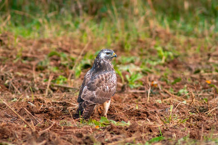 a buzzard sits in its hold and looks for preyの写真素材