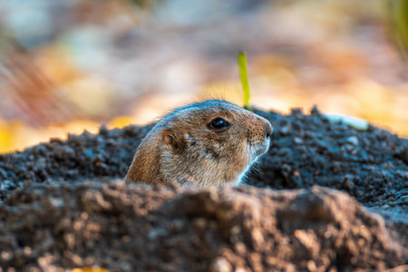 black tailed prairie dog (Cynomys ludovicianus) sits in front of his building in zoo koethen, saxony...