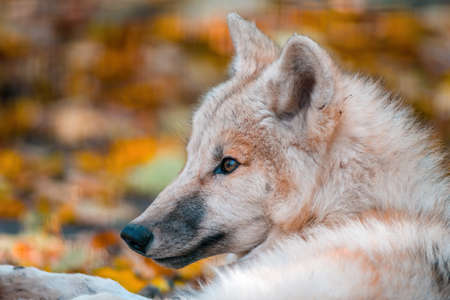 A white arctic polar wolf in Zoo Koethen Saxony Anhalt Germany