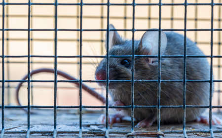 a small house mouse has caught itself in a living trap while searching for foodの写真素材
