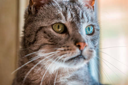 a cat enjoys the sunlight and relaxesの写真素材