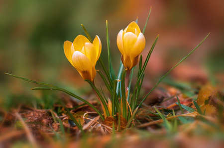 beautiful colorful crocus flowers bloom in springの写真素材