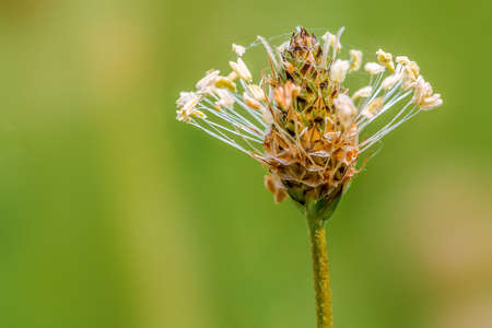 beautiful colorful flowers bloom in springの写真素材