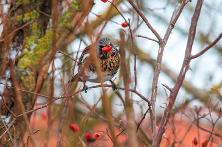 a beautiful colorful bird sits and looksの写真素材