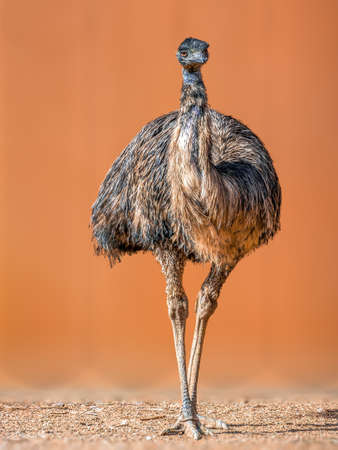 a beautiful colorful bird sits and looksの写真素材