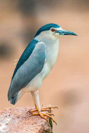 a beautiful colorful bird sits and looksの写真素材