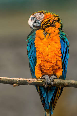 a beautiful colorful bird sits and looks