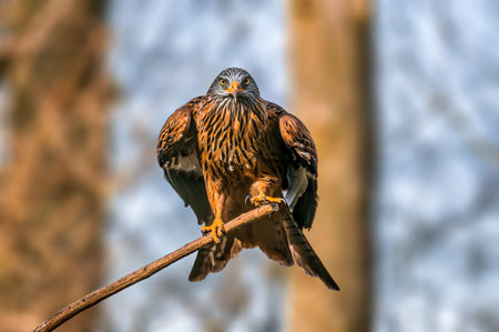 a beautiful colorful bird sits and looksの写真素材