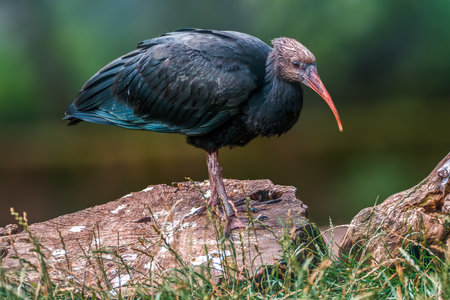 a beautiful colorful bird sits and looksの写真素材