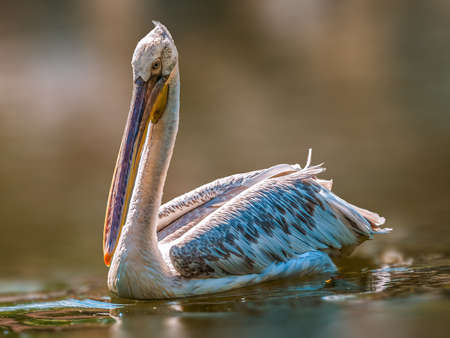 a water bird swims on a lakeの写真素材