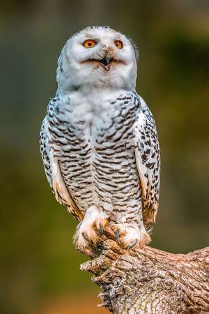 a beautiful colorful bird sits and looksの写真素材