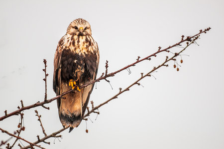 a beautiful colorful bird sits and looks