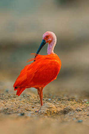 a beautiful colorful bird sits and looksの写真素材