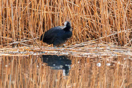 a water bird swims on a lakeの写真素材