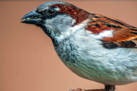 a beautiful colorful bird sits and looksの写真素材