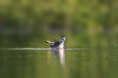 a young great crested grebe chick swims on a pondの写真素材