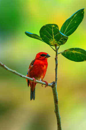 a madagascan red fody sits on a branchの写真素材