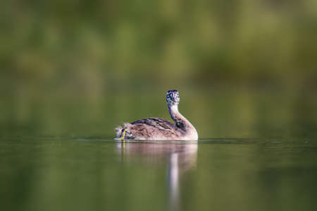 a young great crested grebe chick swims on a pondの写真素材