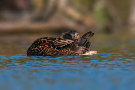 a tufted duck swims on a pondの写真素材
