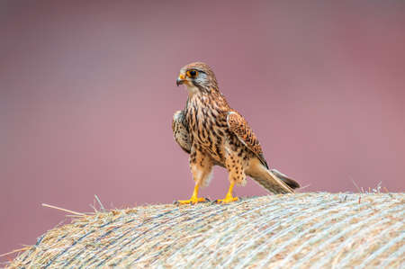 a young falcon on the hunt for preyの写真素材