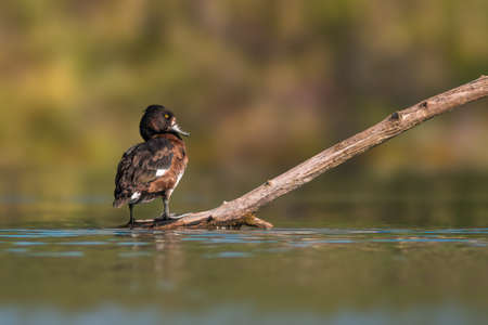 a tufted duck sunbathes on a pondの写真素材