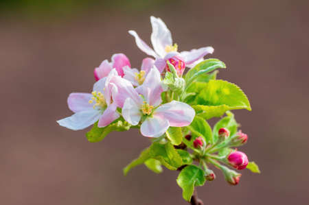 a delicate apple blossom blooms on a branch
