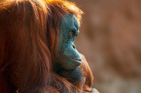 a female orangutan sitting on a rockの写真素材