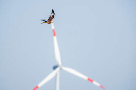 a red kite flies in the sky looking for preyの写真素材