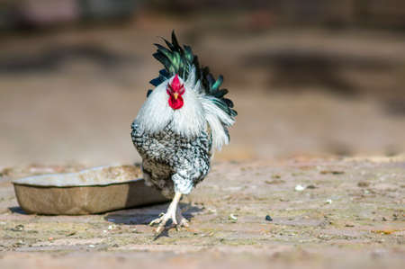 a domestic fowl rooster on a chicken yardの写真素材