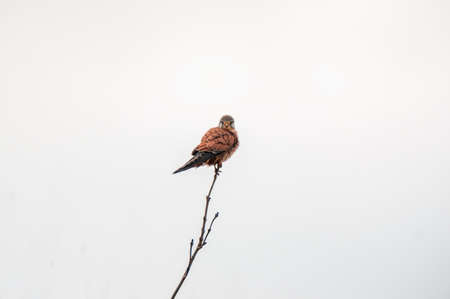 a male kestrel sits on a lookout and looks for preyの写真素材
