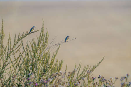 two goldfinch sits on a branch and looks for foodの写真素材