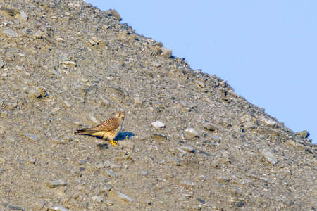 a buzzard sits on a mountain and looks for preyの写真素材