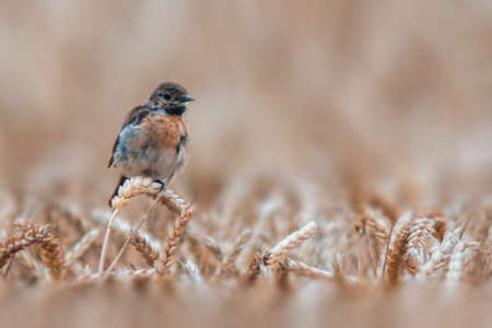 a female stone chat sits on a wheat ear and looks for foodの写真素材