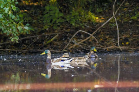 male and female mallard ducks swims on a lakeの写真素材