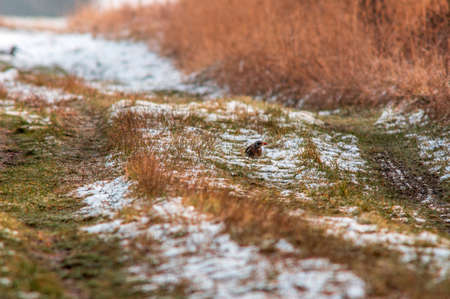 a fieldfare searches for food in a snowy fieldの写真素材