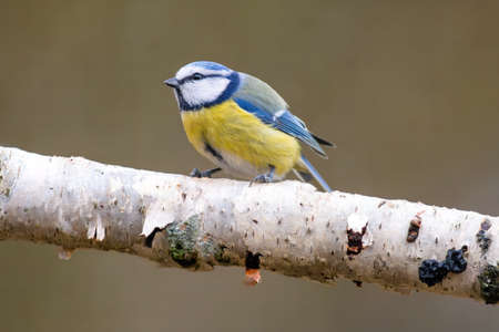a blue tit sits on a branchの写真素材