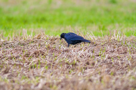 a common raven is looking for food in a fieldの写真素材