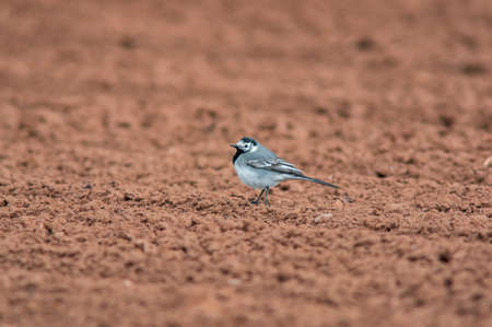 a white wagtail searches for insects in a freshly plowed fieldの写真素材